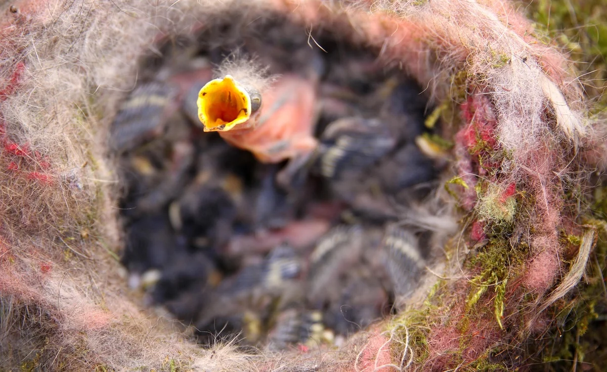 Comment protéger un oisillon mésange en 2026 : astuces et conseils essentiels