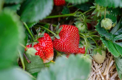 fraises