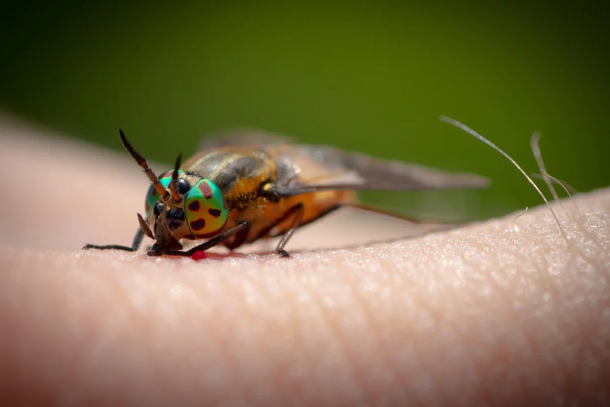 Quels insectes piquent la nuit : le guide complet 2026 pour les identifier
