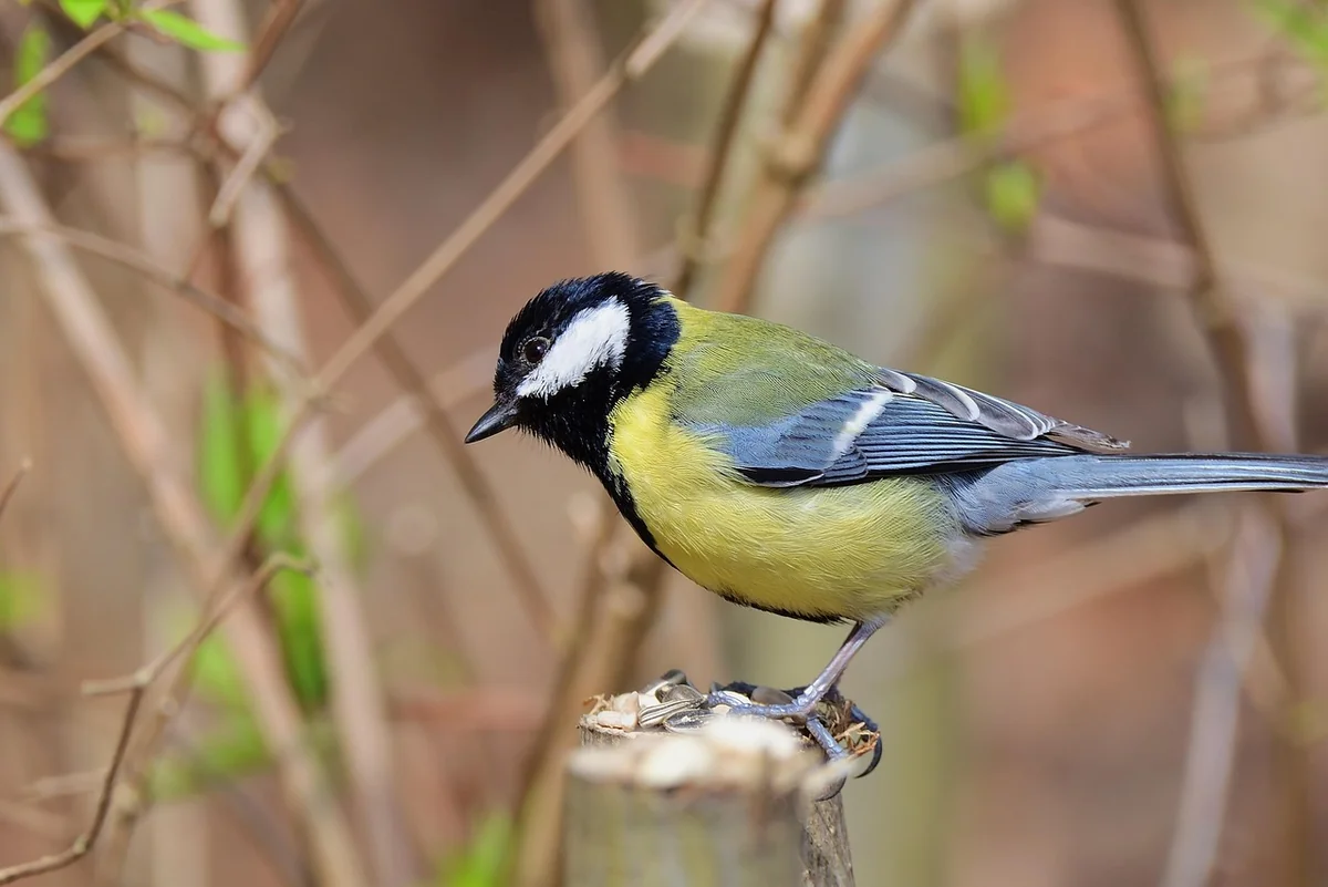 Mésange oisillon : comment l'élever et le nourrir correctement en 2026